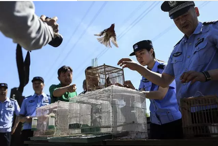 保護候鳥|躍迪移動警務(wù)室——北京首個濕地移動森林警務(wù)執(zhí)法站